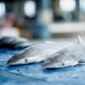 Shark Fish